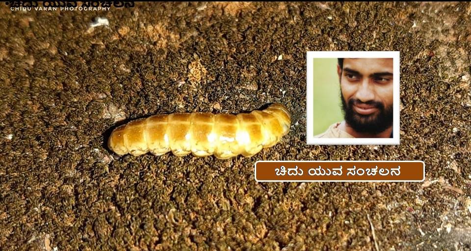 ಬೆಳಕು ಬೀರುವ ಹುಳು – ಚಿದು ಯುವ ಸಂಚಲನ | ಆಕೃತಿ ಕನ್ನಡ